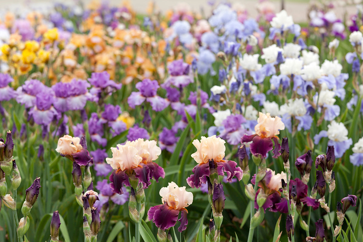 Reblooming Bearded Iris Collection Seeds