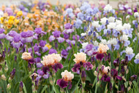 Reblooming Bearded Iris Collection Seeds