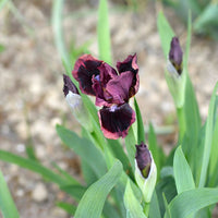 Cat's Eye Dwarf Bearded Iris Seeds