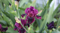 Silken Trim Bearded Iris Seeds