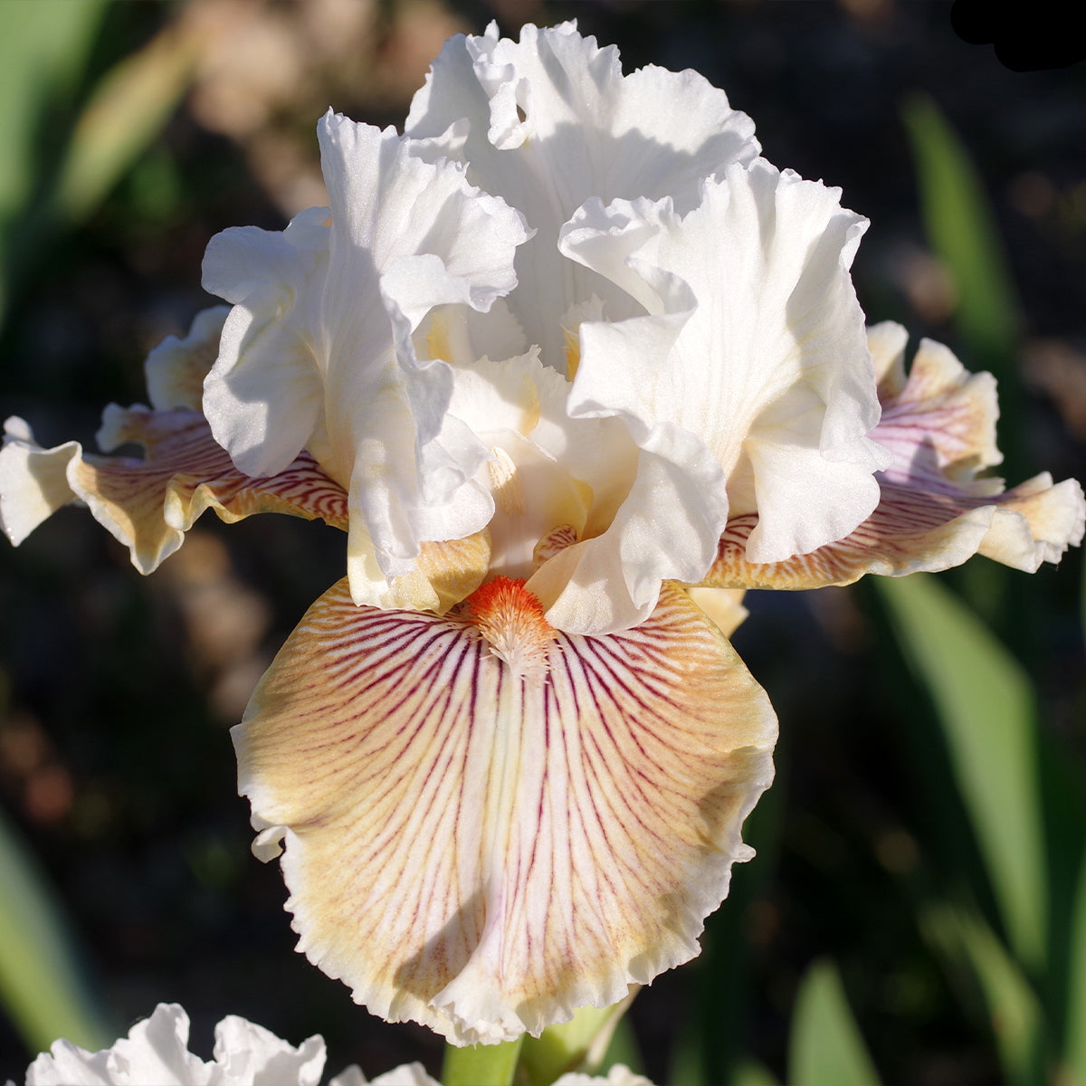 Hello Darling Bearded Iris Seeds