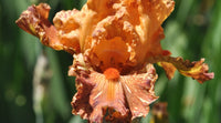 Cheetah Cheese Tall Bearded Iris Seeds