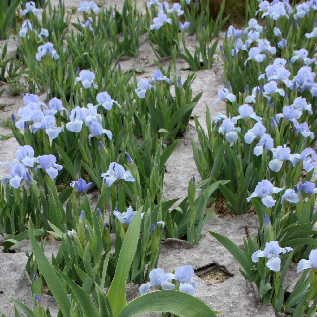 Forever Blue Dwarf Reblooming Bearded Iris Seeds