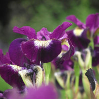 Sultan's Ruby Siberian Iris