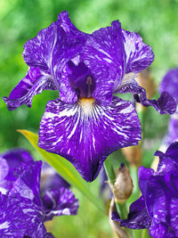 Out of Control Bearded Iris Seeds