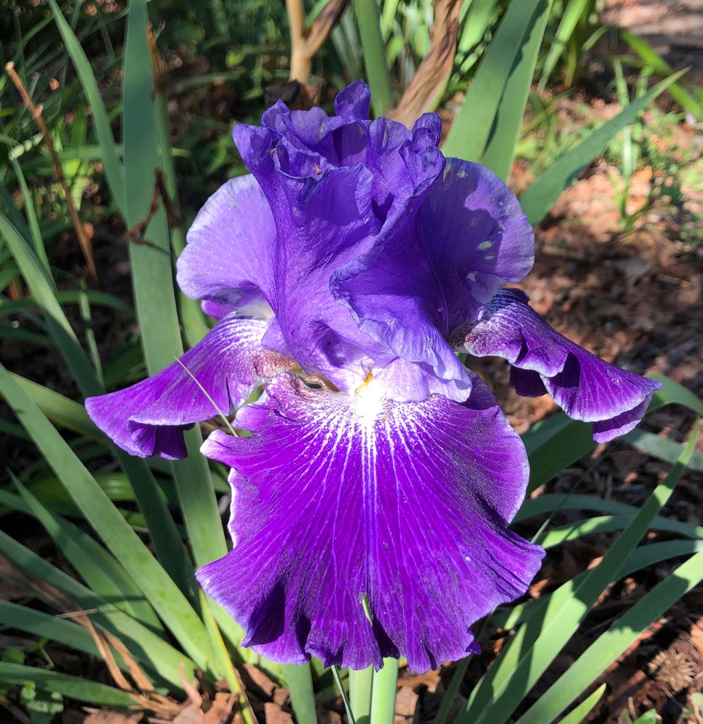 I'm Back Reblooming Bearded Iris Seeds