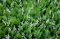 Bridal Choice Lily-of-the-Valley