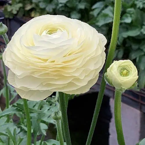 Ranunculus- Elegance Bianco 59-99