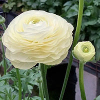 Ranunculus- Elegance Bianco 59-99