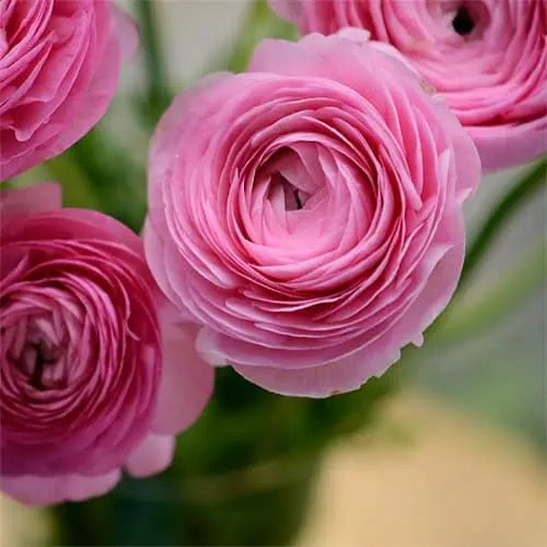 Ranunculus- Elegance Rosa Chiaro 78-08