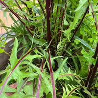 Italiko Red – Italian Dandelion Seed