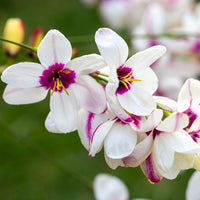 Ixia Spotlight Bulbs