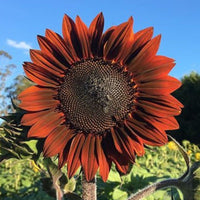 Sunflower- Garnet F1