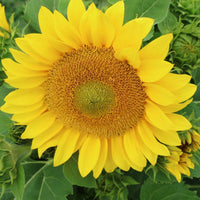 Sunflower- Compact Summer Spray F1