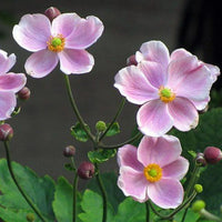 Serenade Japanese Anemone