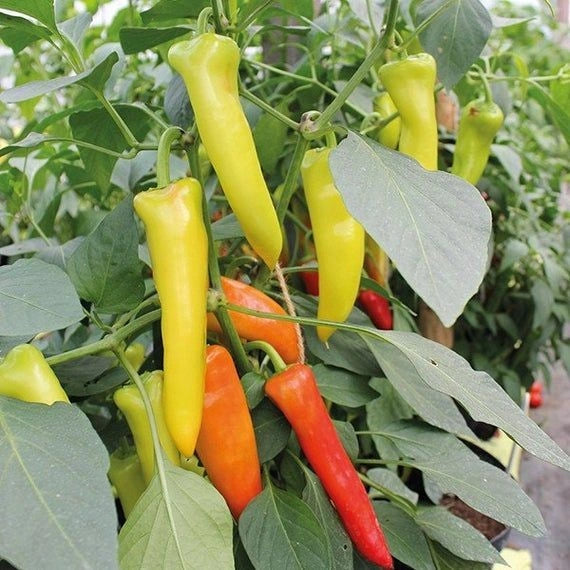 Hungarian Hot Wax Organic Pepper Seeds