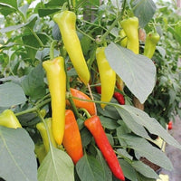 Hungarian Hot Wax Organic Pepper Seeds