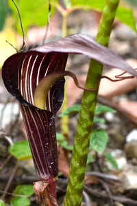 Arisaema Speciosum Cobra Lily Bulbs