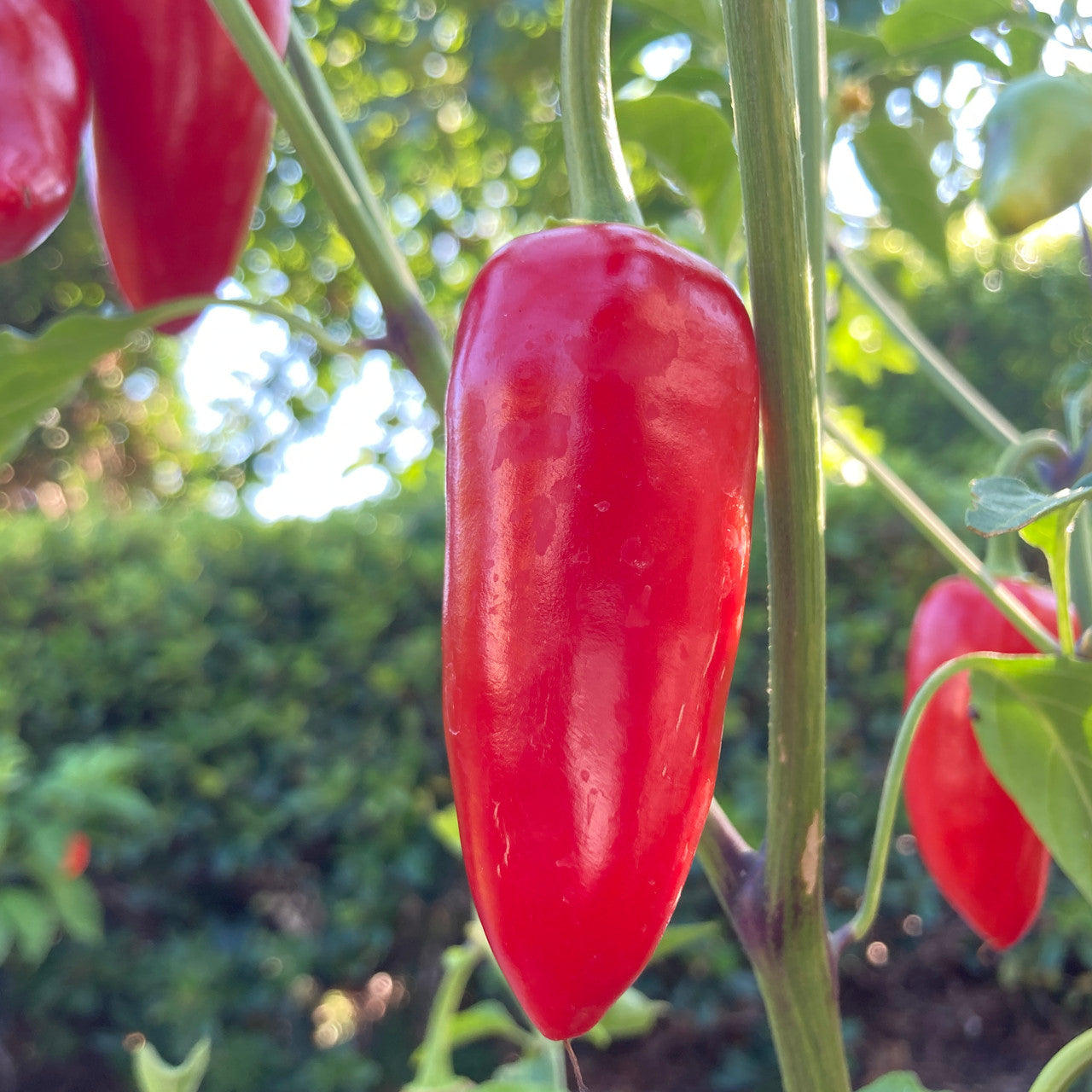 Jalafuego – Jalape?o Pepper Seed