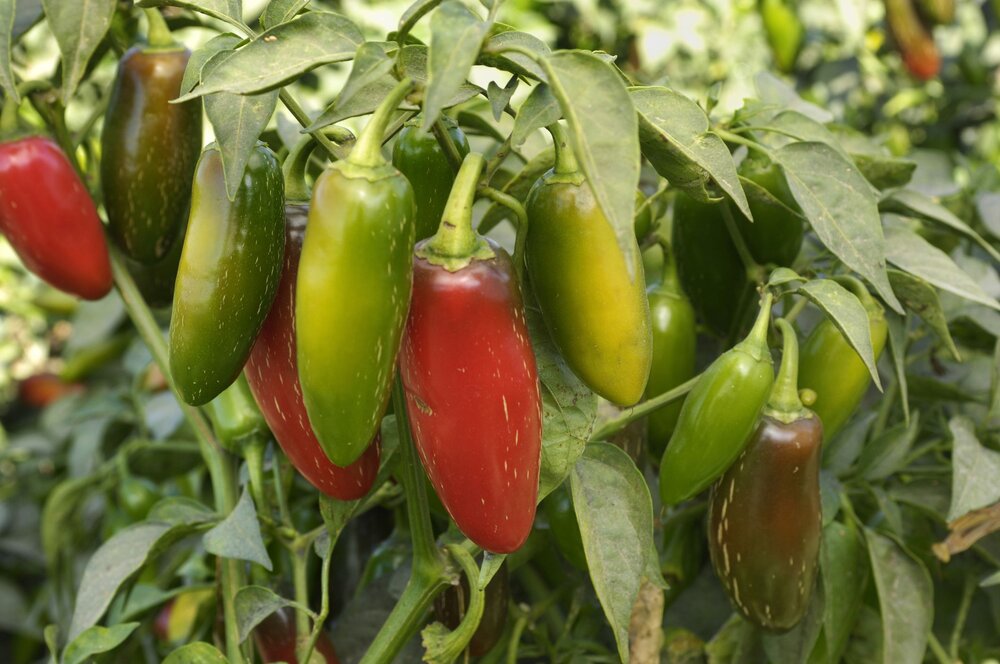 Pepper Jalapeno Vegetable Seeds