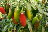Pepper Jalapeno Vegetable Seeds