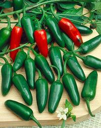 SVHJ5816 – Jalapeño Pepper Seed