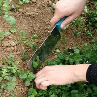 Japanese Small Parsley Seeds Organic Vegetable Seeds
