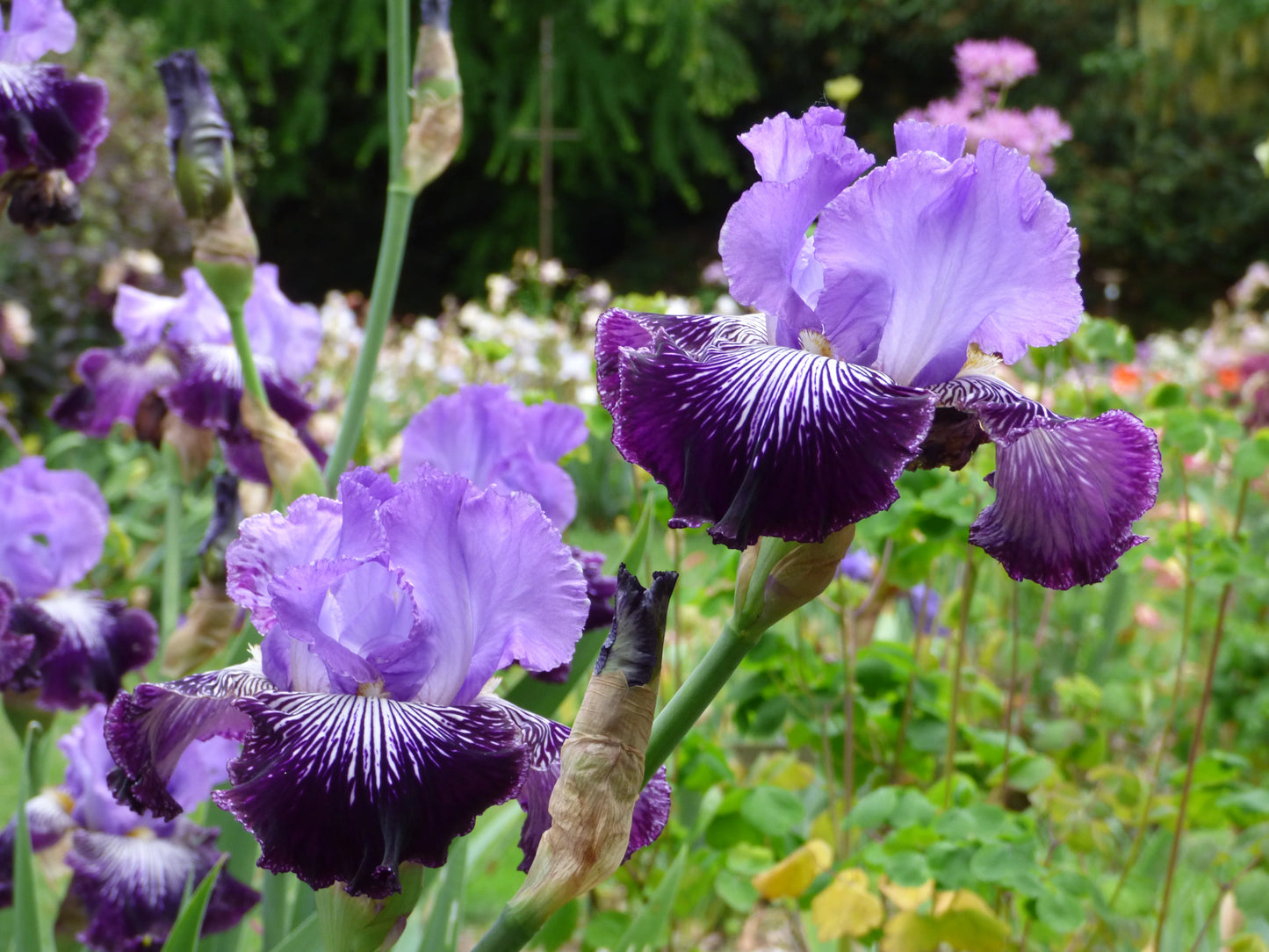 Jawbone Flats Bearded Iris Seeds