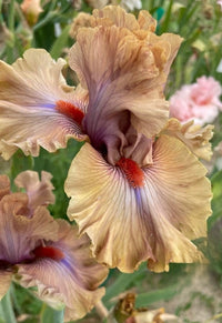 Jealous Guy Bearded Iris Seeds