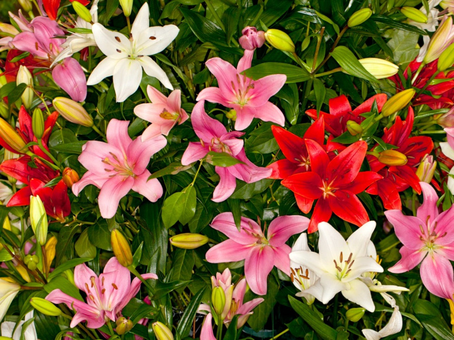 Carpet Border Lily Collection