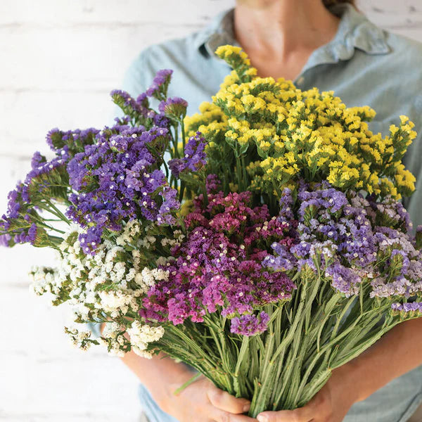 Pastel Mix – Statice Seed