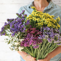 Pastel Mix – Statice Seed