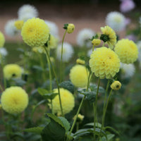 Jowey Martina Dahlia