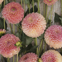 Jowey Nicky Giant Ball Dahlia