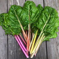 Bright Lights Swiss Chard Seed