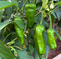 Shishito – Organic Shishito Pepper Seed