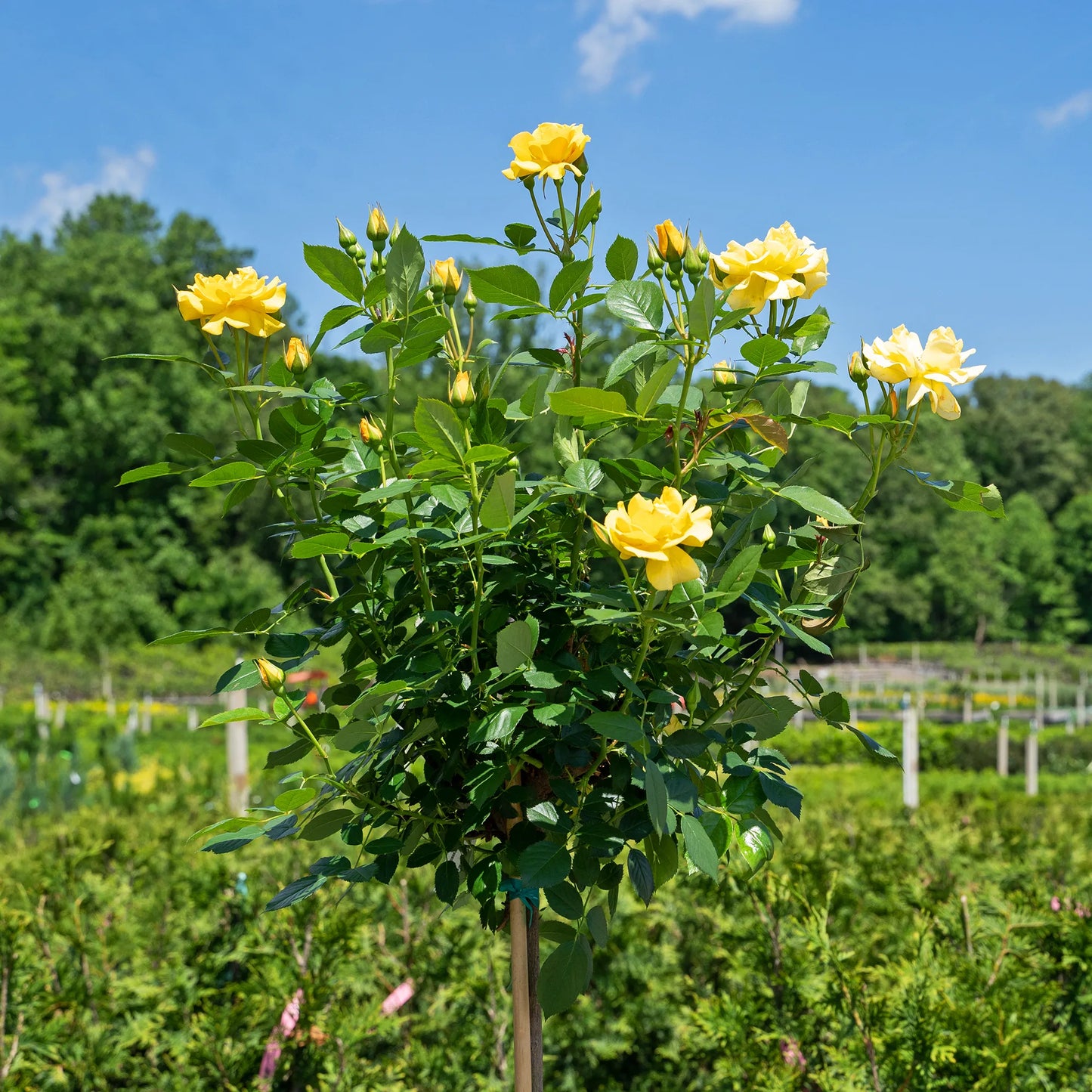 Julia Child Tree Rose