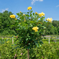 Julia Child Tree Rose