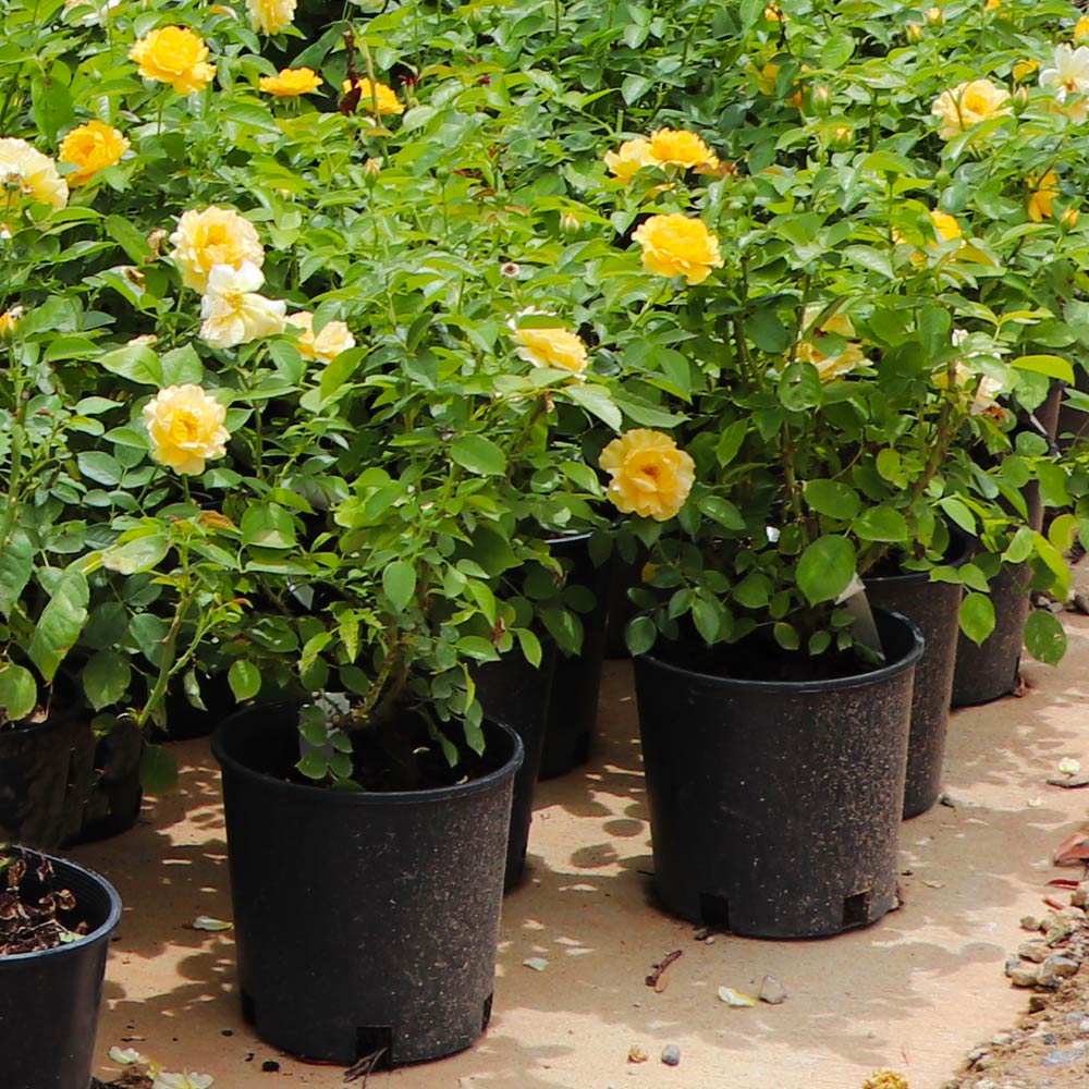 Julia Child Floribunda Rose
