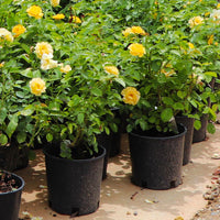 Julia Child Floribunda Rose