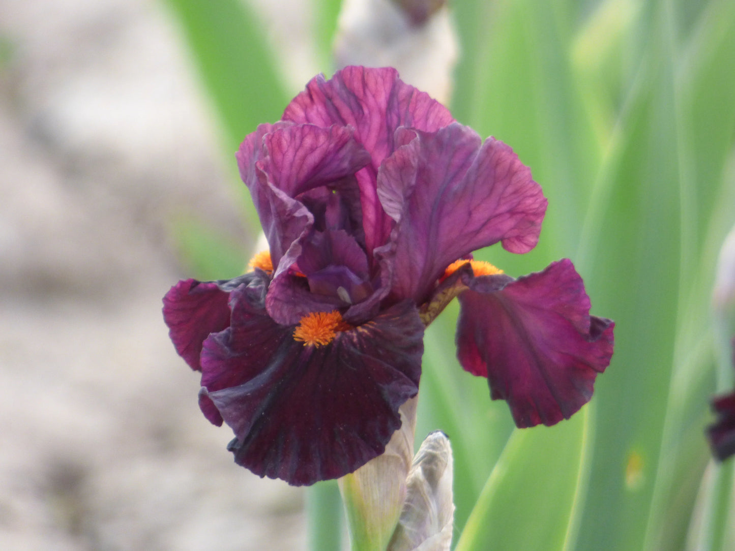 Jump Start Bearded Iris