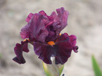 Jump Start Bearded Iris Seeds