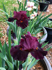 Jump Start Bearded Iris