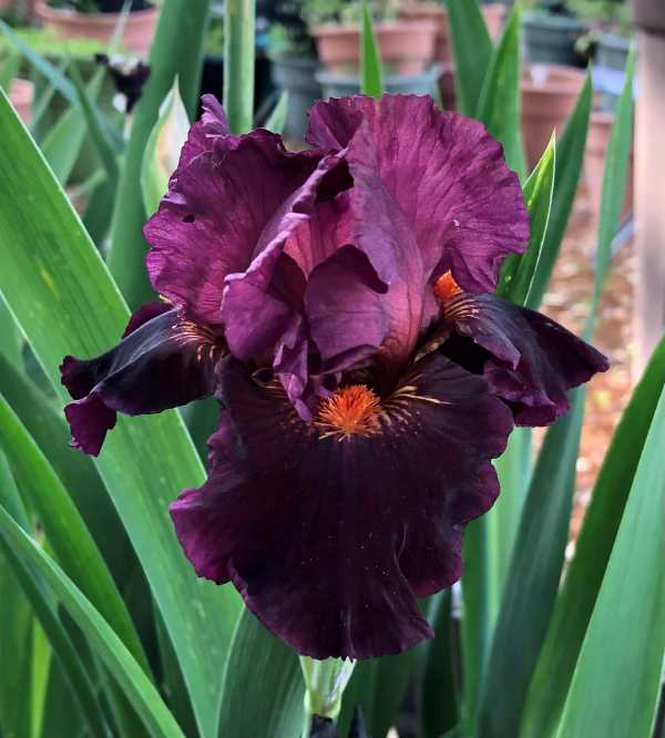 Jump Start Bearded Iris