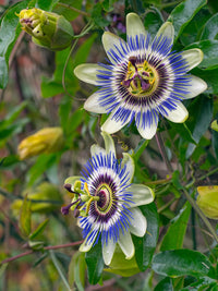 Yellow Violet Passion Flower Seeds – Heirloom, Non-GMO, for Garden and Outdoor Planting