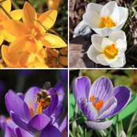 Giant Dutch Crocus Collection Seeds