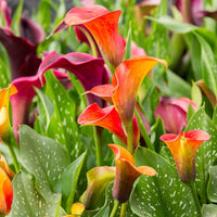 Calla Lily Mixed
