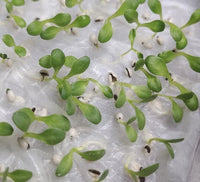 Reyes – Organic Lettuce Seed