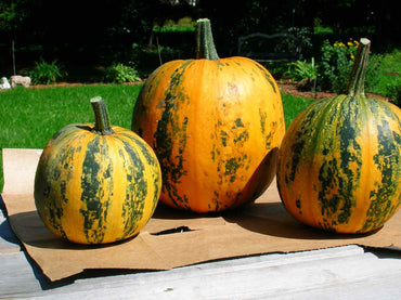 Kakai – Pumpkin Seed