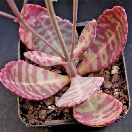 Organic Heirloom Non-GMO Purple Humilis Seeds for Planting – Fresh Vibrant Blooms